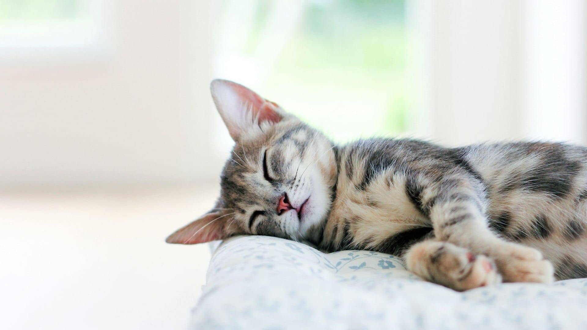 Kediler Kac Saat Uyur Kediler Neden Cok Uyurlar Zoo Blog