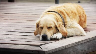 Köpekler Rüya Görür Mü? Uyurken neden hareket ederler?