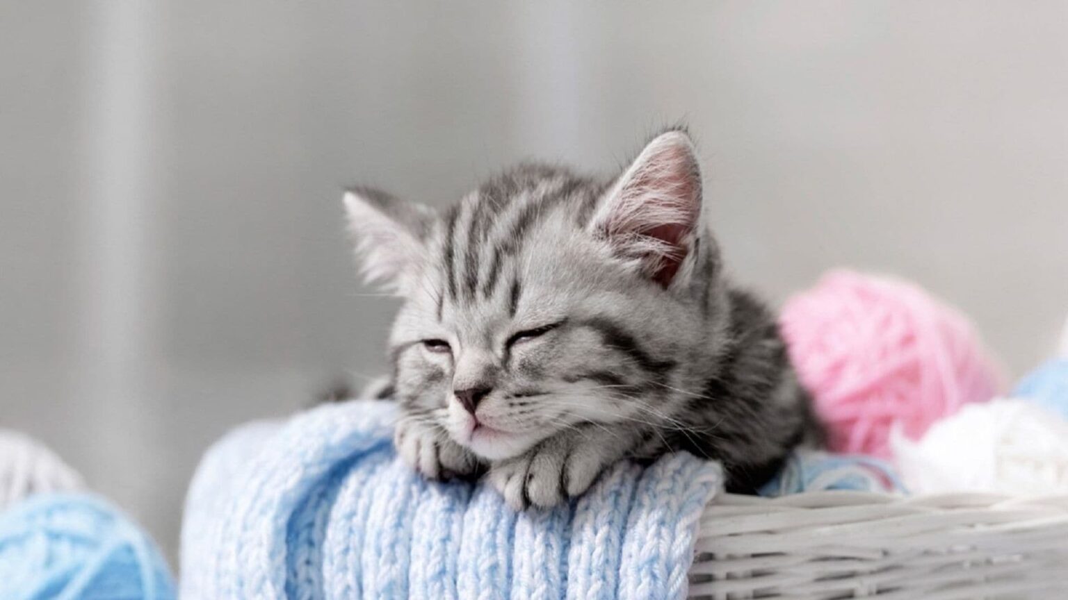 Kediler Nasıl Uyur? Kediler Neden Çok Uyur? Kedilerin Çok Uyuması