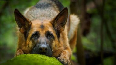 Alman Kurt Köpeği Hakkında Daha Önce Duymadığınız Bilgiler
