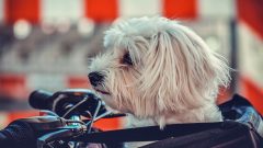 7 Maddede Uzun Ömürlü Köpek Irkları