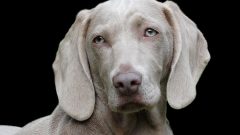 Uzun Ömürlü Köpek Türleri