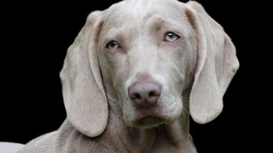 Uzun Ömürlü Köpek Türleri