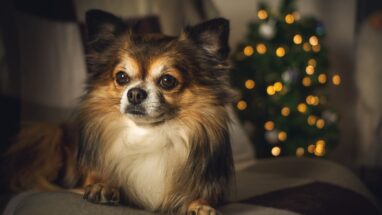 8 Maddede Uzun Yaşayan Köpek Cinsleri