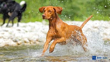 Vizsla Köpeği Karakteri ve Özellikleri
