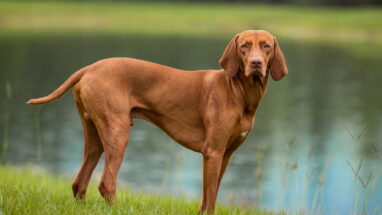 Vizsla Köpek Irkı Özellikleri, Bakımı ve Beslenme