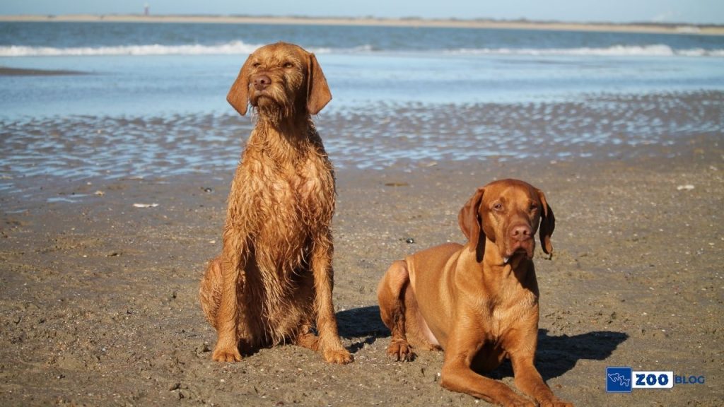 Vizsla Köpek Ne Yer? Vizsla Köpek Ne Yer?