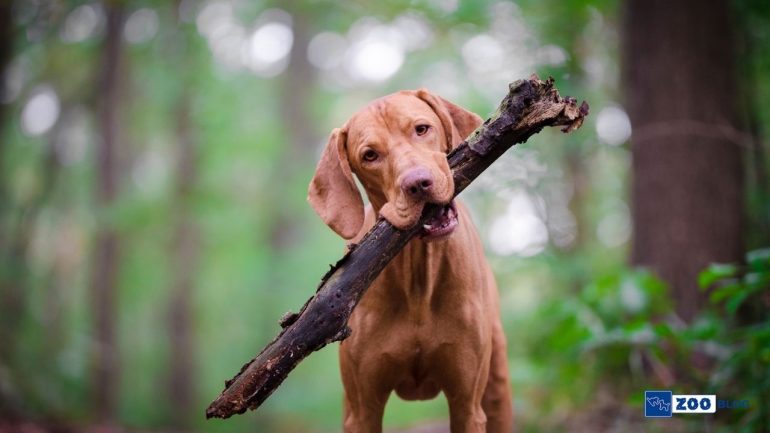 Vizsla Köpek Ne Yer?