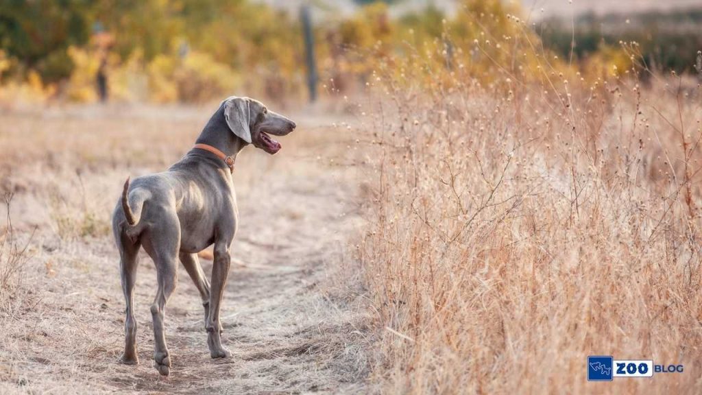 Weimaraner Köpeği Karakteri ve Özellikleri Weimaraner Köpeği Karakteri