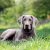Weimaraner Köpeği Karakteri ve Özellikleri
