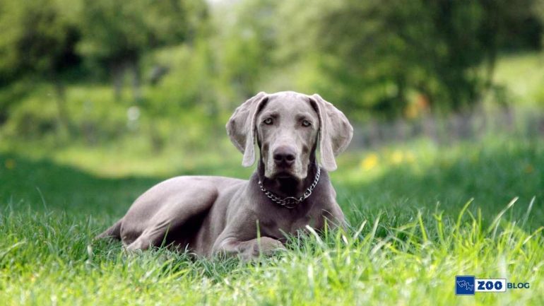 Weimaraner Köpeği Karakteri ve Özellikleri