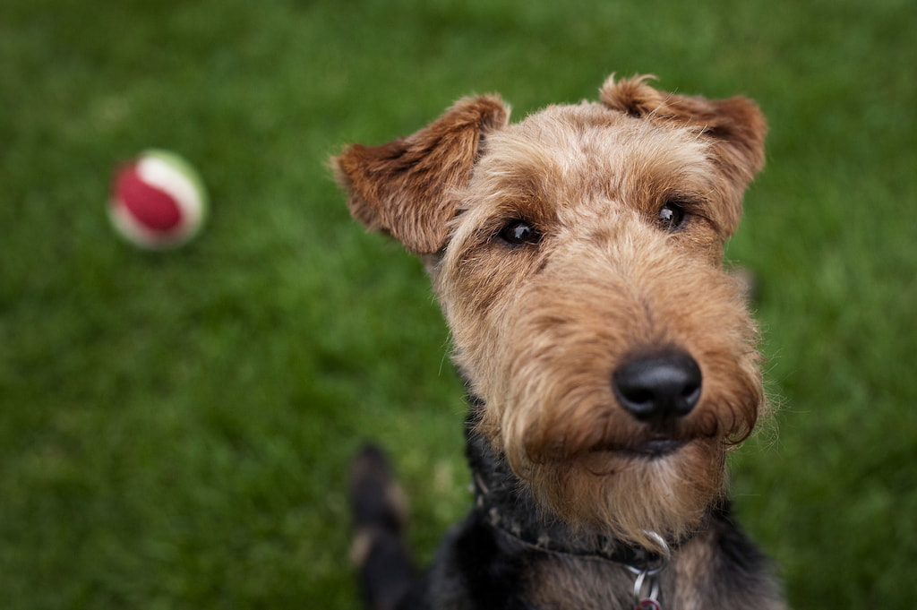 Welsh Terrier (Gal Teriyeri) Köpek Irkı Özellikleri