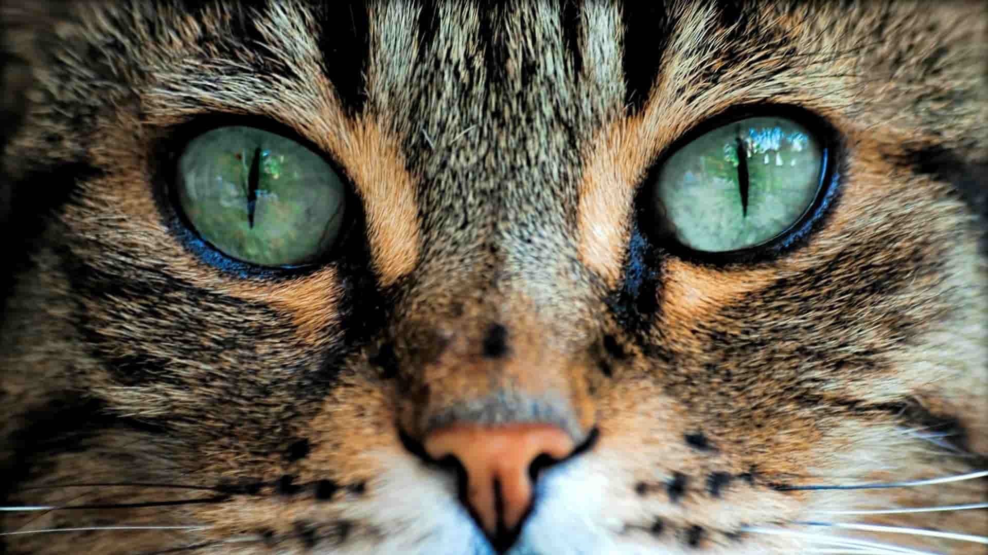 Kedilerde Göz Enfeksiyonu ve Körlük Sebepleri Nelerdir? Zoo Blog