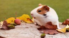 Guinea Pig Hakkında Önemli Bilgiler