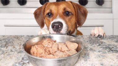 Yaş Köpek Maması Önerileri 2024