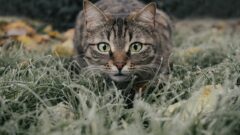Yaşlı Kedi Bakımı Nasıl Olmalı?