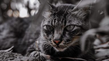 Yaşlı Kedi Hastalıkları Nelerdir?