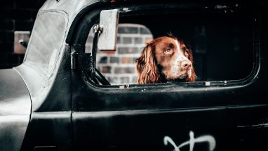 Yaşlı Köpek Beslenmesi Nasıl Olmalı?