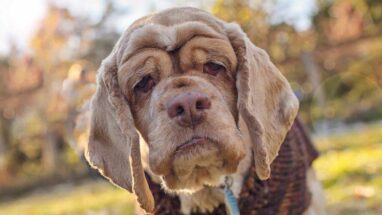 Köpeklerin Yaşam Süresi Ne Kadardır?