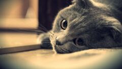Kedi Depresyonu Nedir?