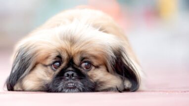 Pekingese (Pekinez) Köpek Irkı Tüm Özellikleri, Genel Bakım ve Sağlık