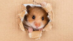 Yavru Hamster Bakımı Nasıl Olmalı?