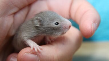 Yavru Hamster Ne Yer?