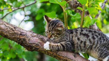 Yavru Kedi Aşıları ve Fiyatları Nelerdir?