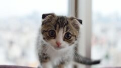 Yavru Kedi Bakımı Nasıl Olmalıdır?