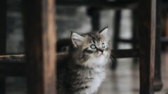Yavru Kedi Beslenmesi Nasıl Olmalı?