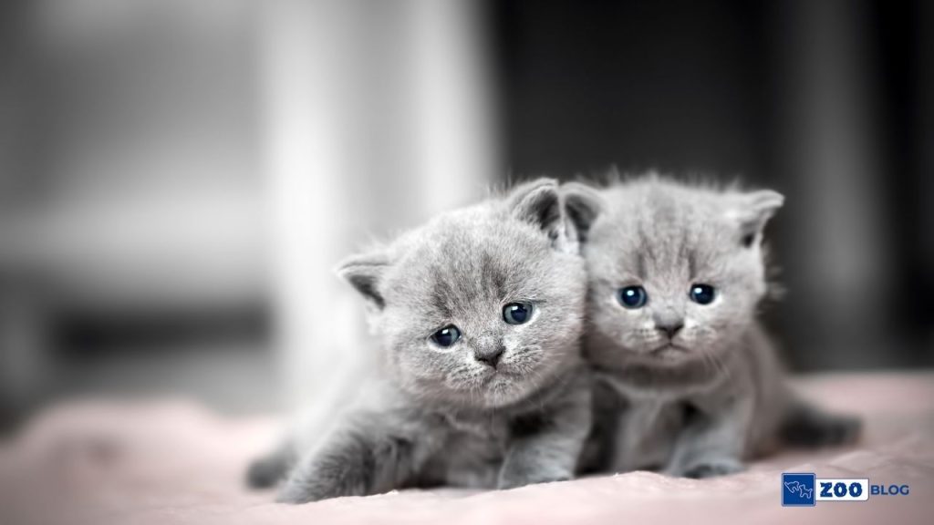 Yavru Kedi İshal Olursa Ne Yapmalı?
