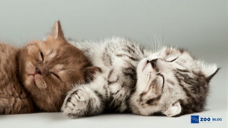 Yavru Kedi İshal Olursa Ne Yapmalı?