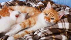 Yavru Kedi İshali Nasıl Geçer?
