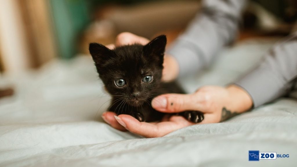 Yavru Kedi İshali Nasıl Geçer