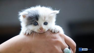 Yavru Kedi İshali Nasıl Geçer? Ne Yapılmalı?