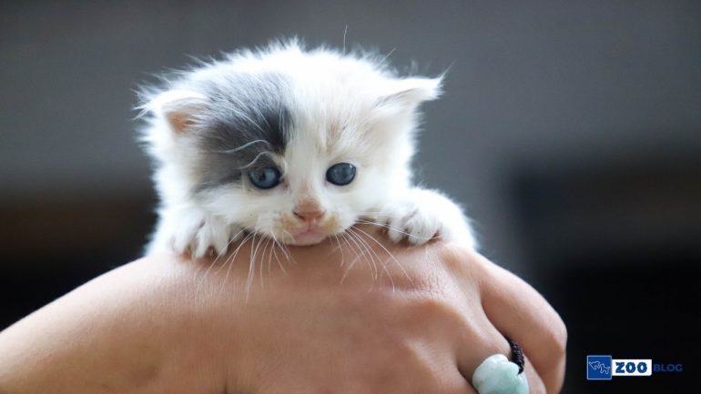 Yavru Kedi İshali Nasıl Geçer? Ne Yapılmalı?