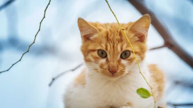 En Popüler Yavru Kedi İsimleri