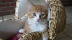 Yavru Kedi Kabızlığına Ne İyi Gelir?
