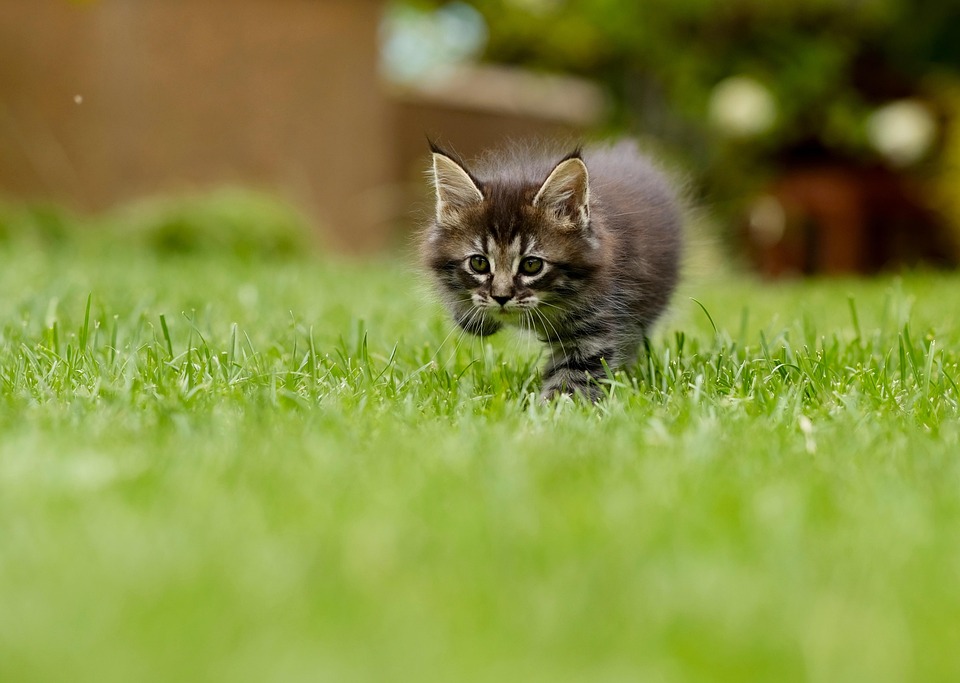 Yavru Kedi Nasıl Yıkanır?