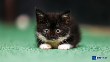 Yavru Kedi Ne Zaman Sütten Kesilir?