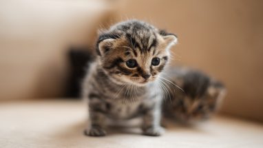 Yavru Kedi Neden Ölür? Yavru Kedi Ölüm Sebepleri