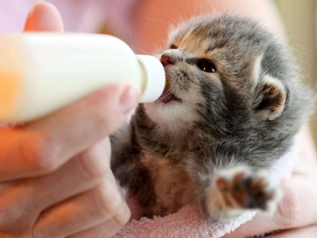 Yavru Kedi Süt İçer Mi