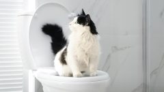 Yavru Kedi Tuvaleti Nasıl Olmalı?