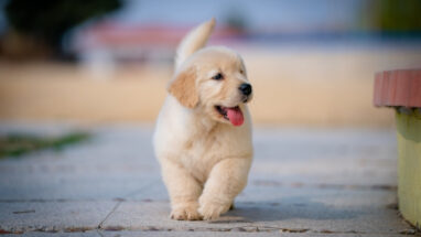 Yavru Köpekler Kuru Mamaya Ne Zaman Başlamalı?