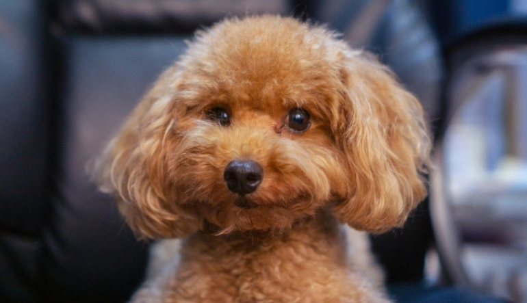 Yavru Köpekler Kuru Mamaya Ne Zaman Başlamalı?