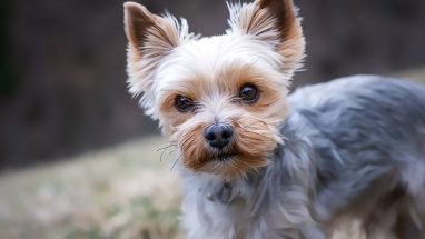 Yavru Köpek Aşıları Nelerdir?