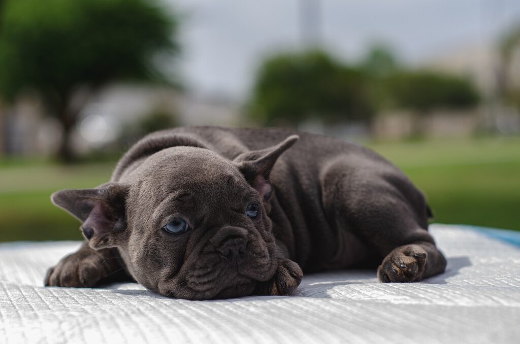 Yavru Köpek Beslenmesi Nasıl Olmalı?