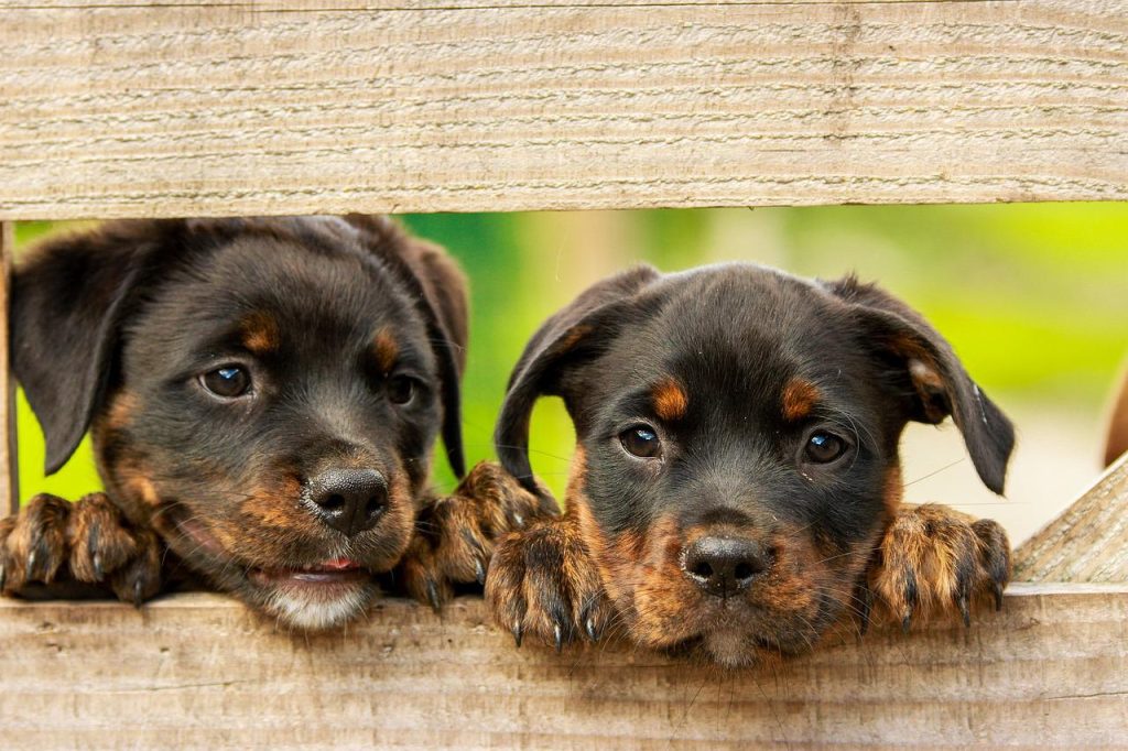 Yavru Köpek İhtiyaç Listesi