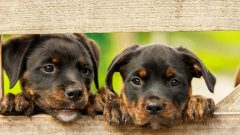 Yavru Köpek İhtiyaç Listesi