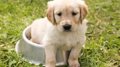 Yavru Köpek Kusması Nedenleri